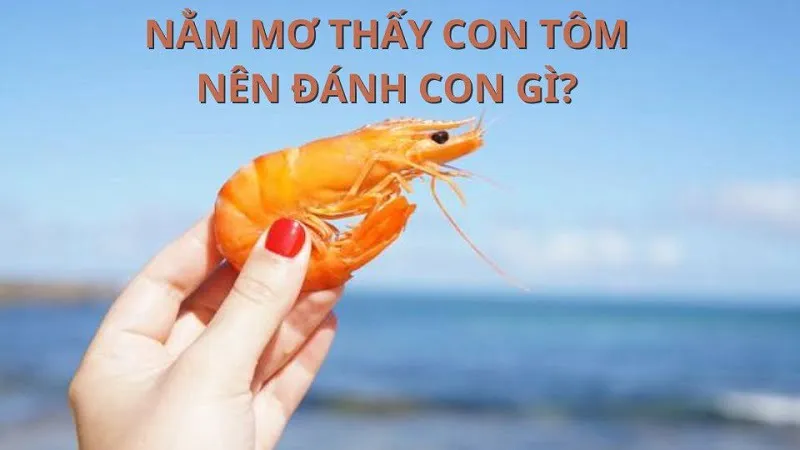 Giải đáp câu hỏi mơ thấy tôm đánh con gì may mắn Giải đáp câu hỏi mơ thấy tôm đánh con gì may mắn