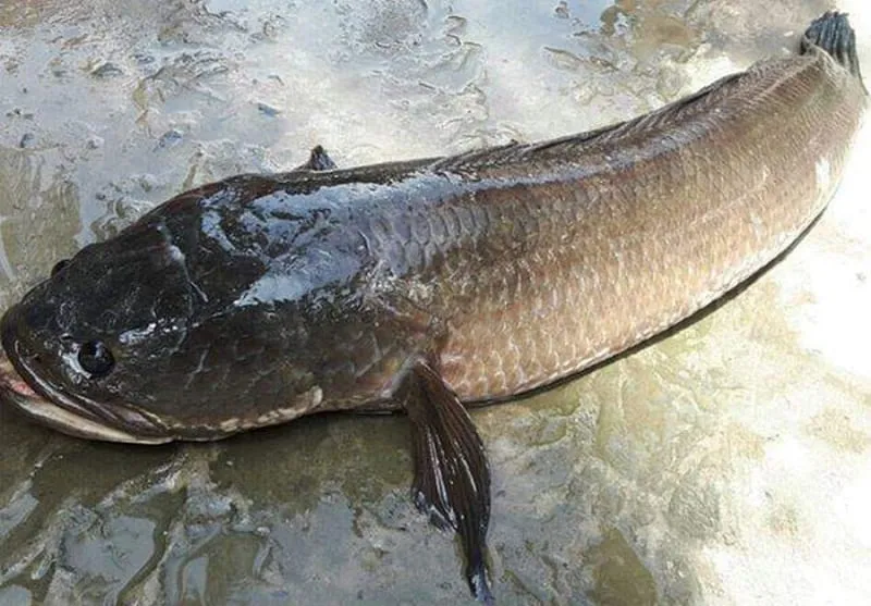 Mơ bắt được cá lóc to cho thấy hạnh phúc sắp đến Mơ bắt được cá lóc to cho thấy hạnh phúc sắp đến