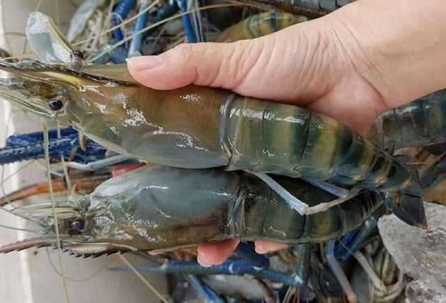 Mơ bắt tôm chốt liền 68, 66 Mơ bắt tôm chốt liền 68, 66