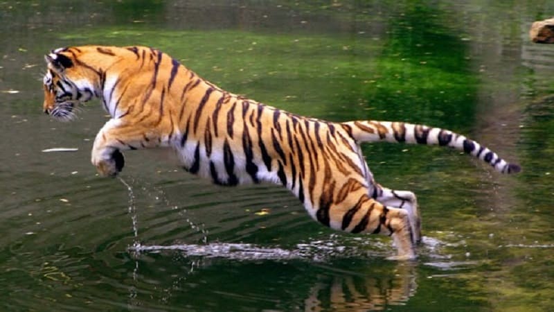 Mơ thấy Hổ tốt hay xấu? Mơ thấy Hổ tốt hay xấu?