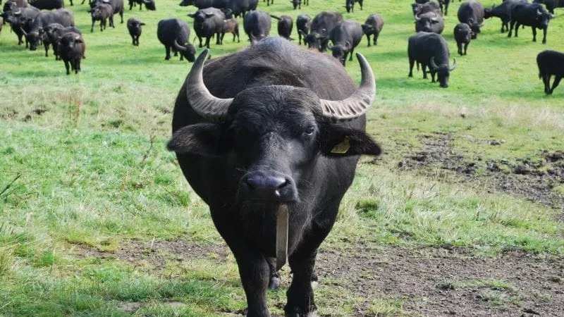 Mơ thấy trâu đen điềm báo gì? Mơ thấy trâu đen điềm báo gì?