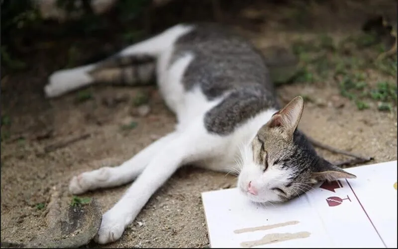 Thấy mèo chết có nhiều ý nghĩa ẩn sâu bên trong nó Thấy mèo chết có nhiều ý nghĩa ẩn sâu bên trong nó