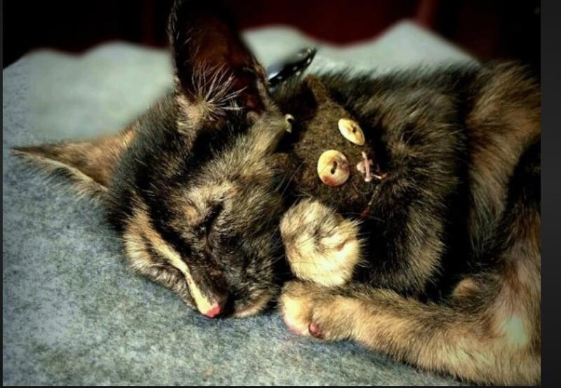 Mỗi trường hợp mèo chết khác nhau sẽ có ý nghĩa khác nhau Mỗi trường hợp mèo chết khác nhau sẽ có ý nghĩa khác nhau