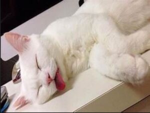 Mèo chết đánh con gì thích hợp nhất?