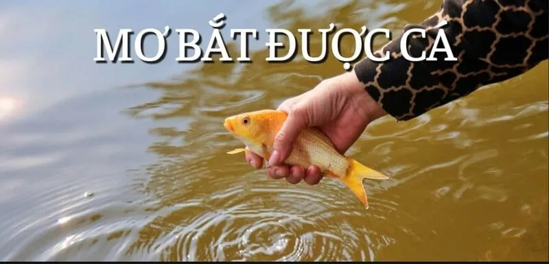 Sổ mơ số đẹp giúp bạn biết mơ bắt cá đánh con gì? Sổ mơ số đẹp giúp bạn biết mơ bắt cá đánh con gì?