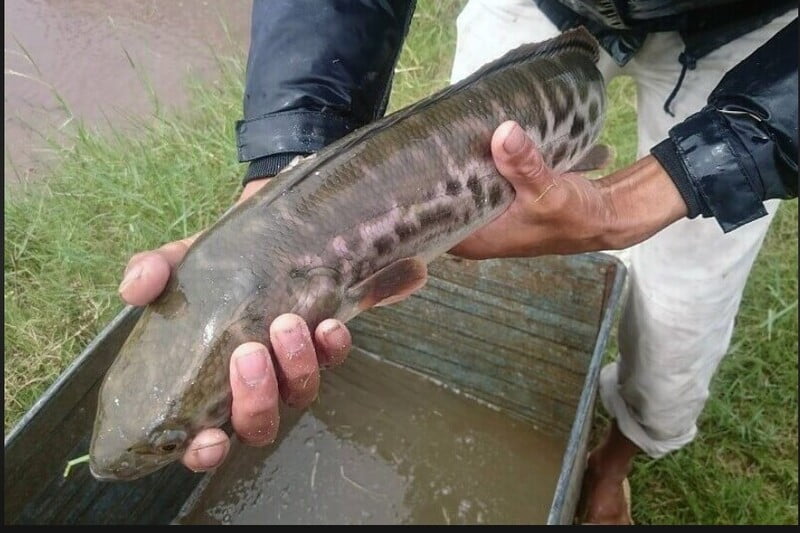 Mỗi giấc mơ về việc thấy bắt cá đều có những ý nghĩa và điềm báo riêng Mỗi giấc mơ về việc thấy bắt cá đều có những ý nghĩa và điềm báo riêng