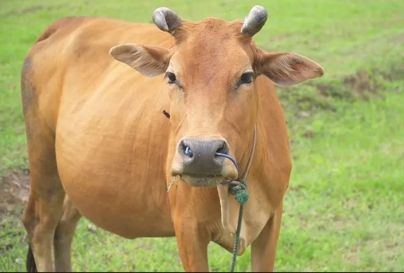 Mỗi một hình ảnh về mỗi con bò trong giấc mơ đều có sẽ những ngụ ý khác nhau