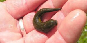 Mách bạn mơ thấy đỉa đánh con gì dễ ăn tiền?