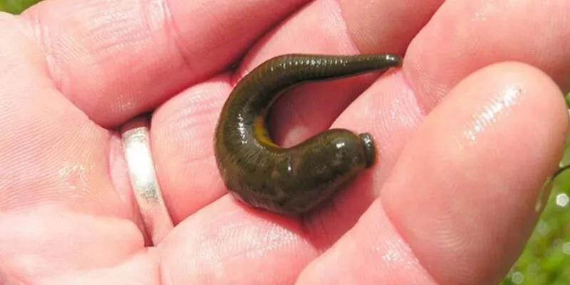 Mách bạn mơ thấy đỉa đánh con gì dễ ăn tiền?